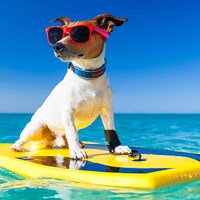 Taking your dog on holiday - 29,521 Apartments & Holiday Homes