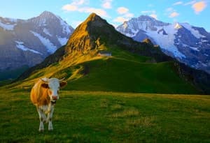 Bernese Oberland