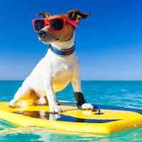 Taking your dog on holiday - 31,583 Apartments & Holiday Homes