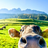 Farm holidays - 719 Apartments & Holiday Homes